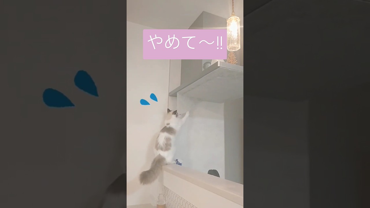 今貼ったばっかりなのに〜💦 #ラグドール #ラグドール子猫 #cat #猫 #ragdoll #子猫 #イタズラ #kitten #仔猫 #shorts #cute