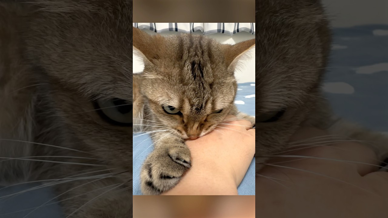 外泊した妹にガチギレする猫　#ポムしま