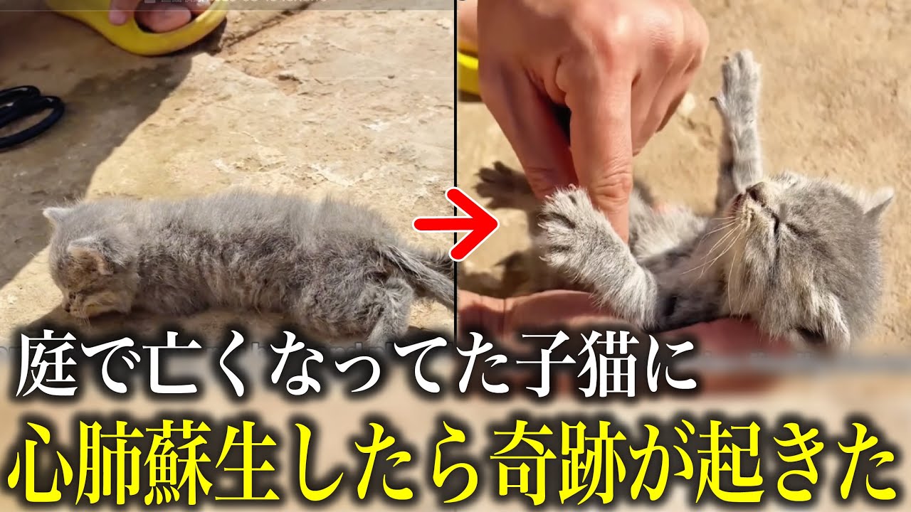 庭先で冷たくなっていた子猫に、心肺蘇生をしてみたら奇跡が起きた
