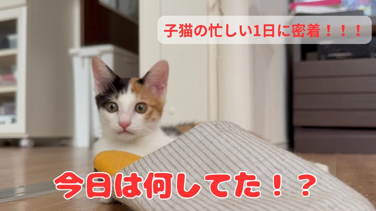 【保護猫】ひとり遊びも立派なお仕事。子猫の忙しい1日はいかに！？