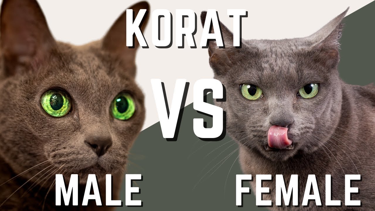 Male Korat vs Female Korat Cat - Compare and Contrast