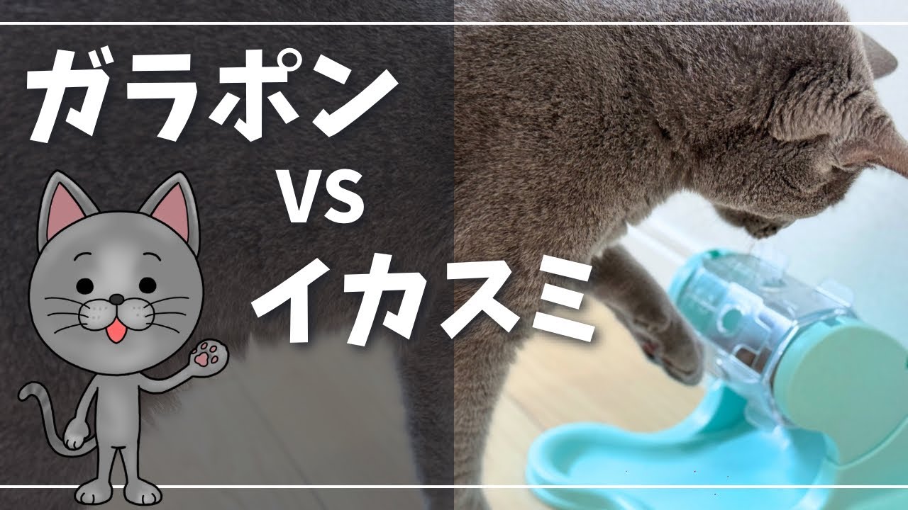 その後正しい方法で攻略できたのか？【ロシアンブルー】猫
