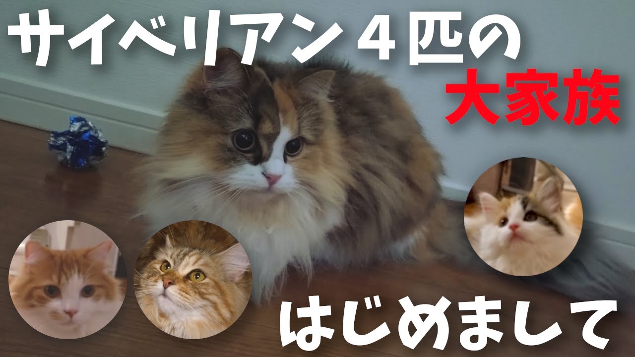 【自己紹介】はじめまして！サイベリアン4匹の大家族です！