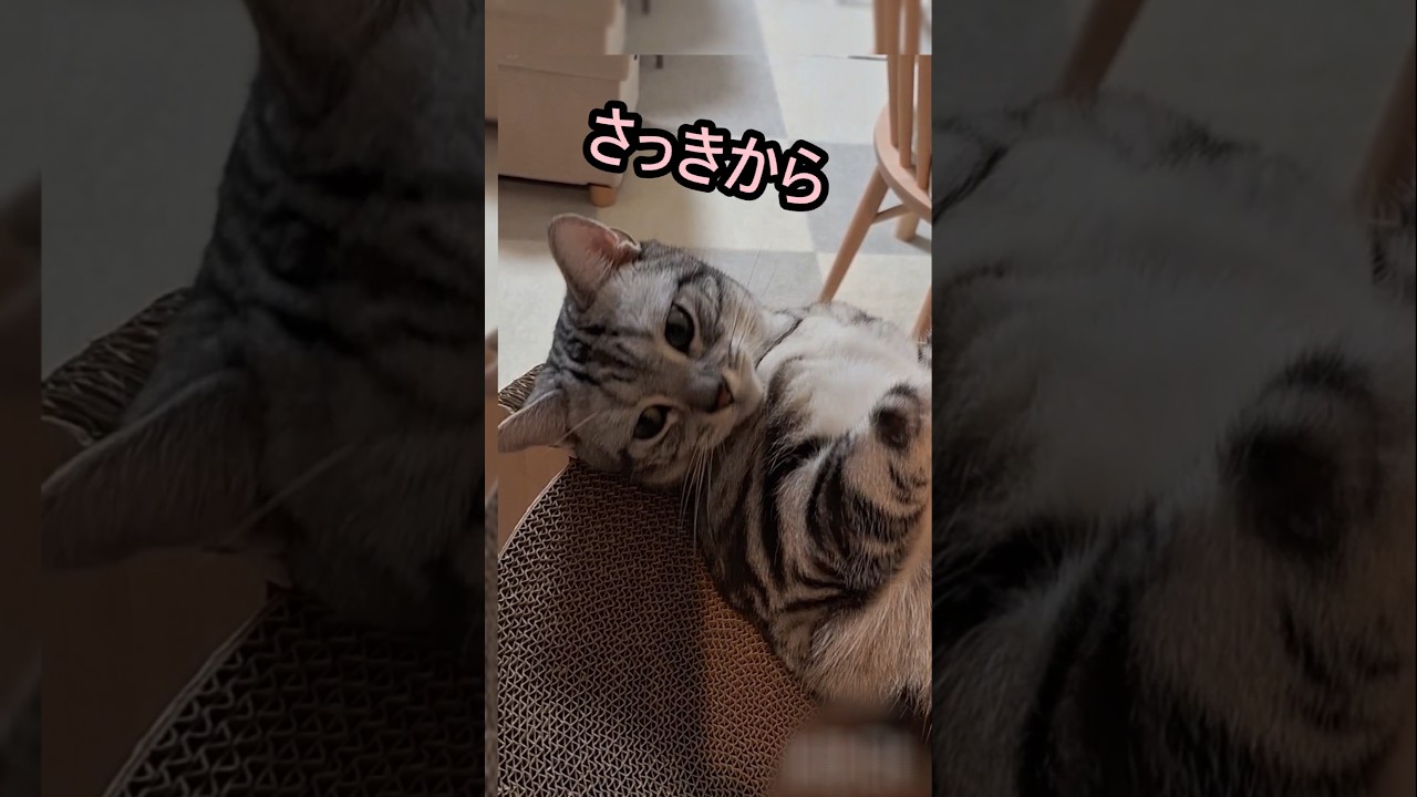 ｢#アメショ の男の子 キリアンの日常 ばればれだよ｣#shorts  #アメリカンショートヘアー #ねこ #cat  #猫   #猫のいる暮らし