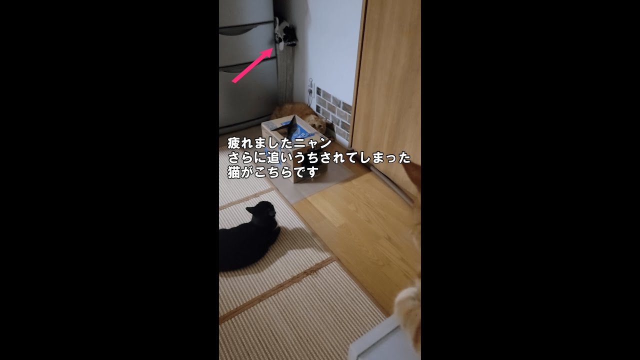 【疲れましたニャン】 さらに追いうちされてしまった猫がこちらです #short #YouTubeshort
