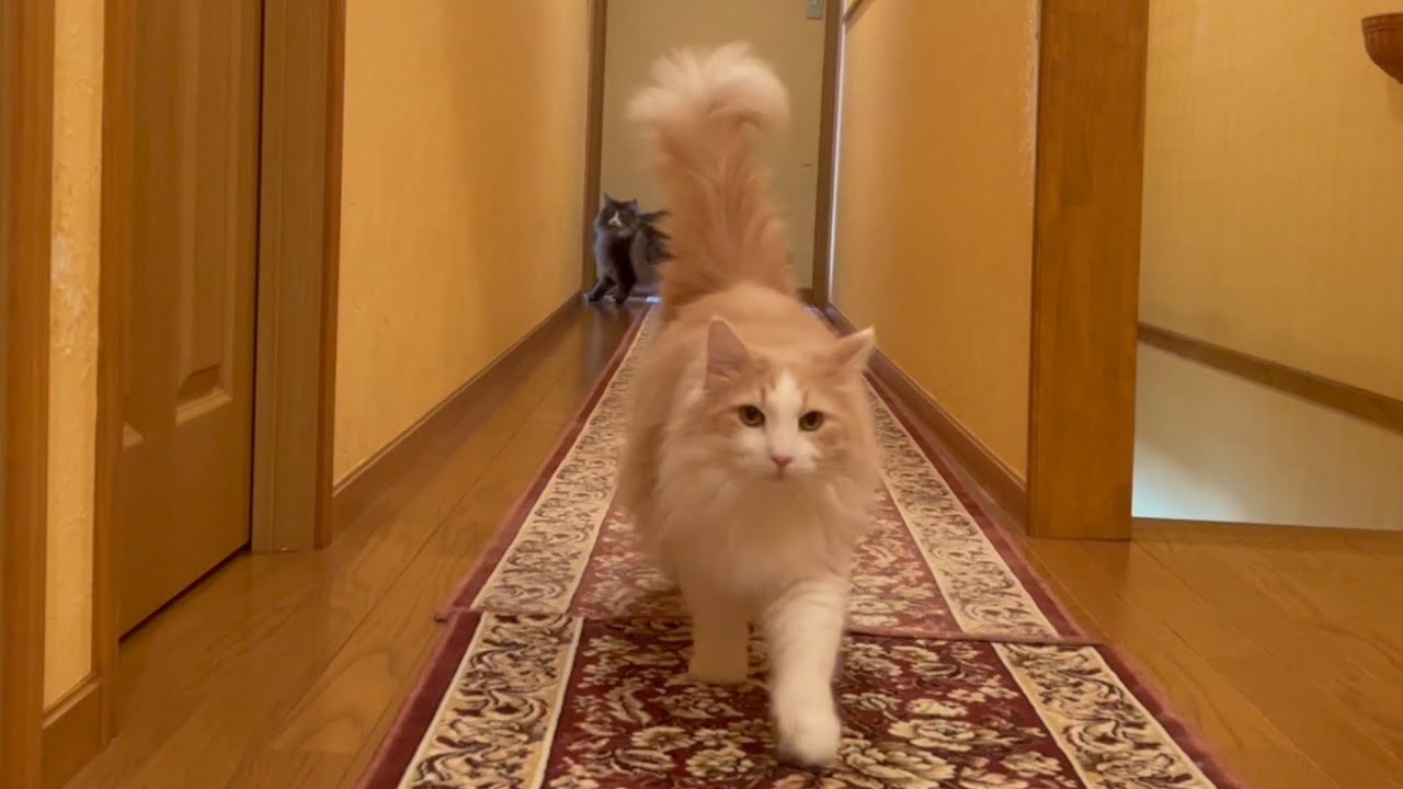 【小走り♡】もふ猫たちの個性あふれる小走りが可愛すぎる🩷ノルウェージャンフォレストキャットとターキッシュアンゴラ