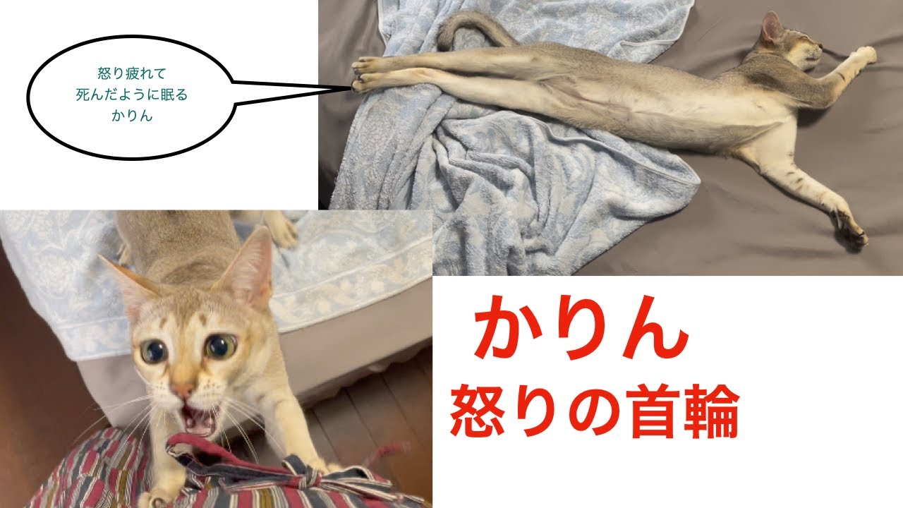 【シンガプーラ】猫に鈴のついた首輪をつけたら怒って大暴れしました！＃猫