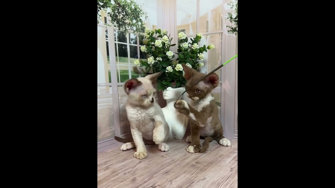 Sweet baby boys ❤️😻😍❤️