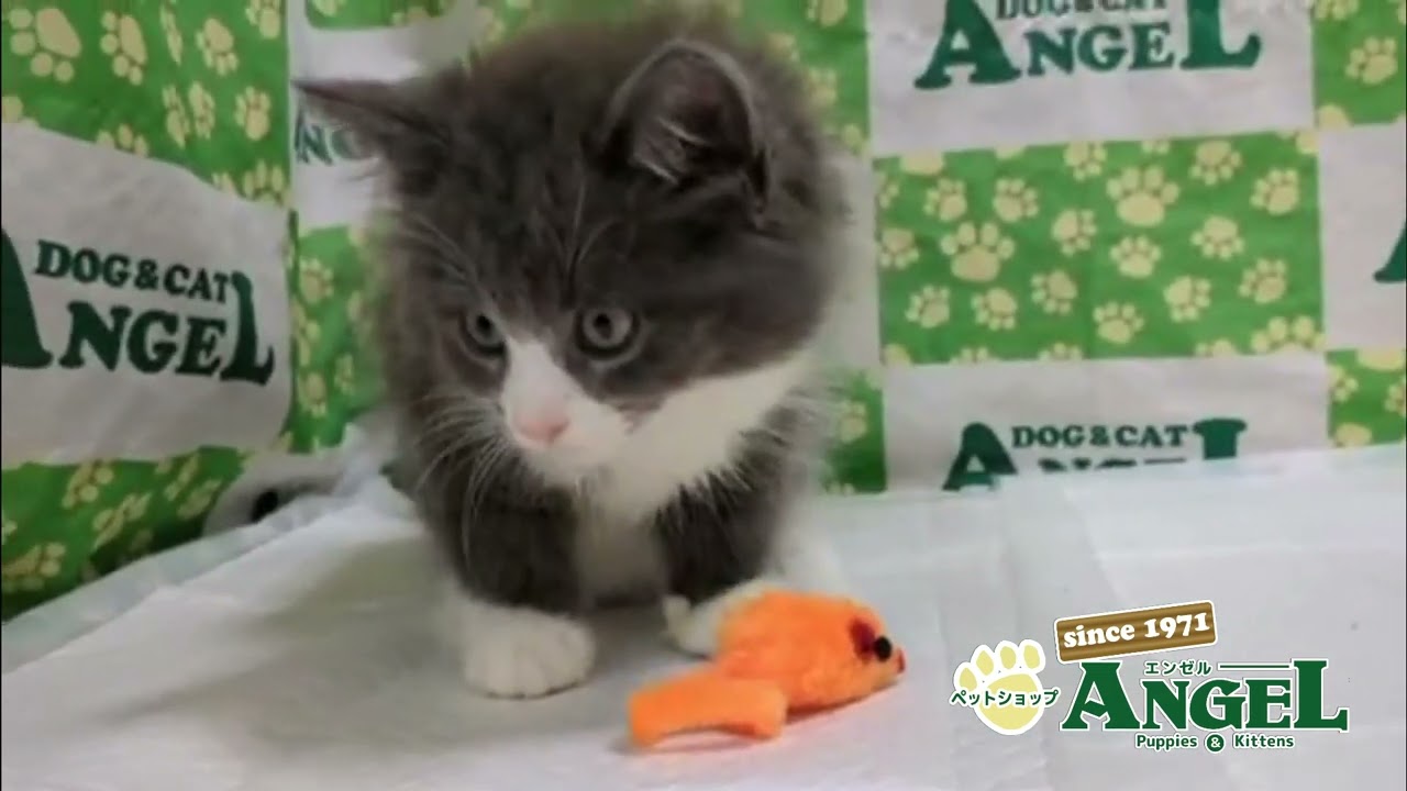 サイベリアン 2506057 【ペットショップエンゼル　子犬・子猫販売】