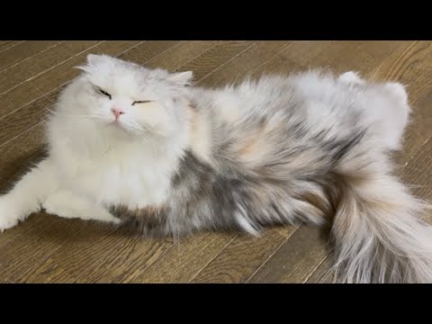 パパばっかりに幸せ顔を見せつけるニャンズ🥹【スコティッシュフォールド】
