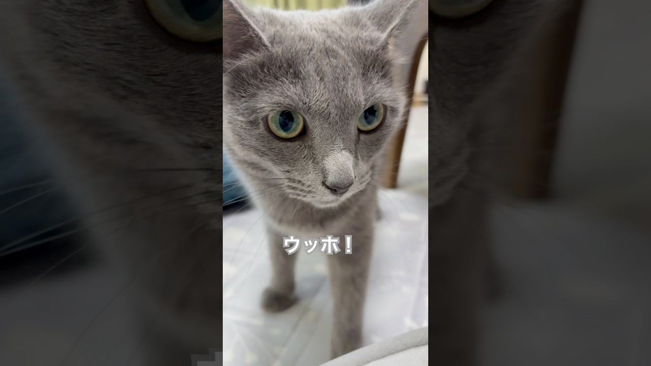 ウッホ‼️ #猫 #ロシアンブルー #shorts