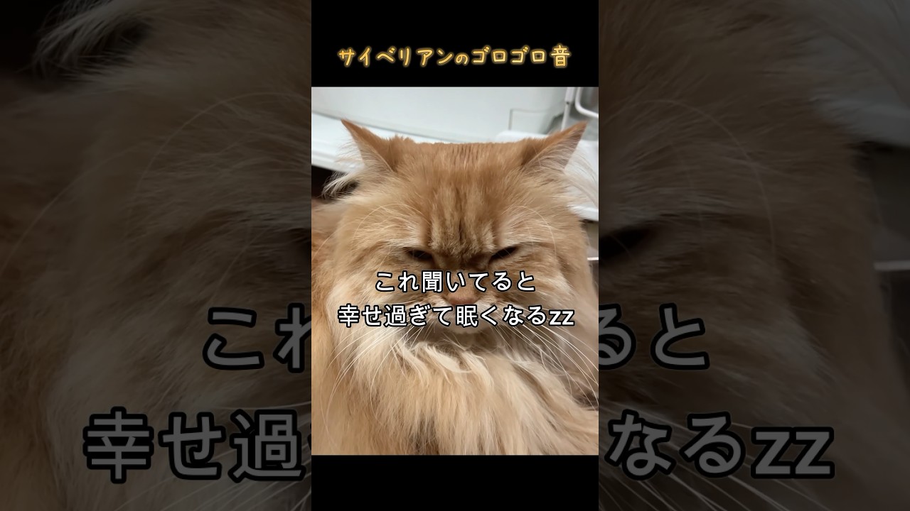 猫のゴロゴロ音に癒されろ　#サイベリアン