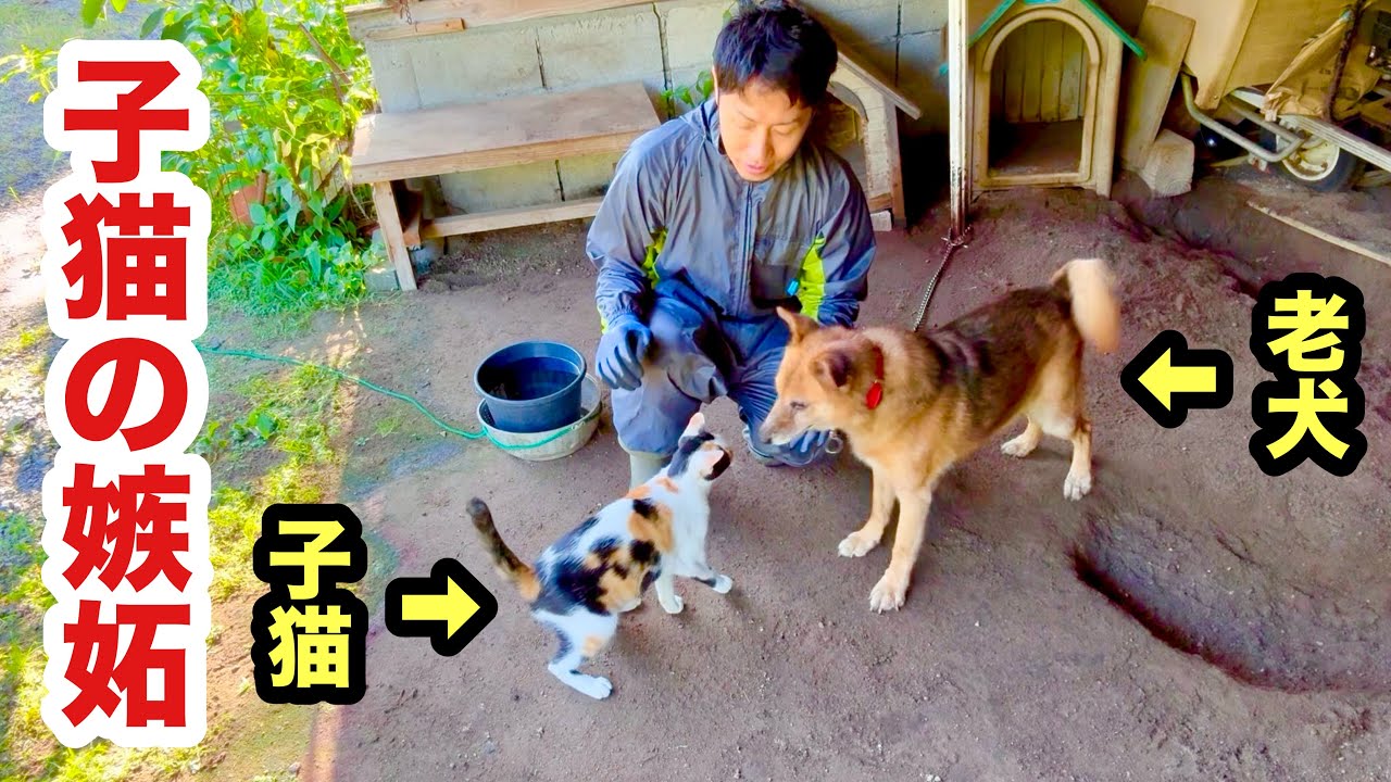 老犬に嫉妬する子猫はこうなります