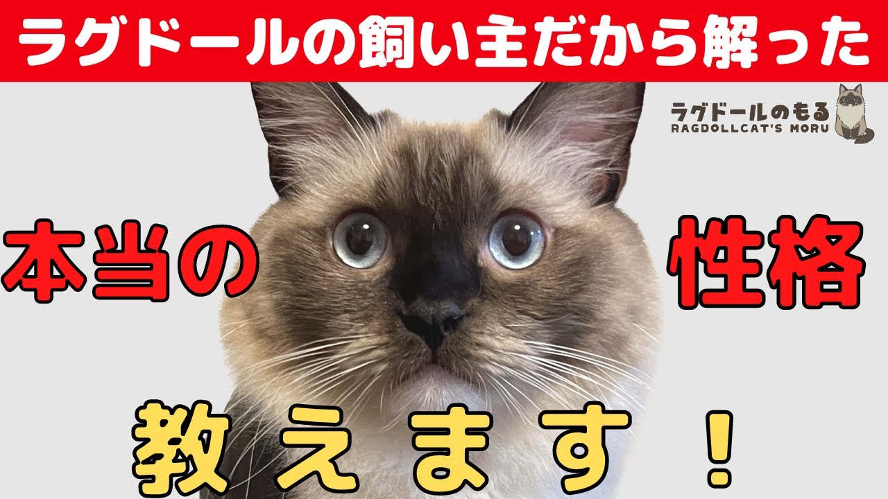 【飼い主だからこそ解った！】ラグドールって実はこんなネコ！解説いたします！