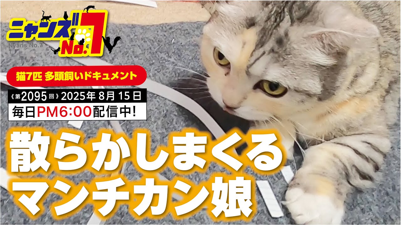 《第2095回》散らかしまくる マンチカン娘