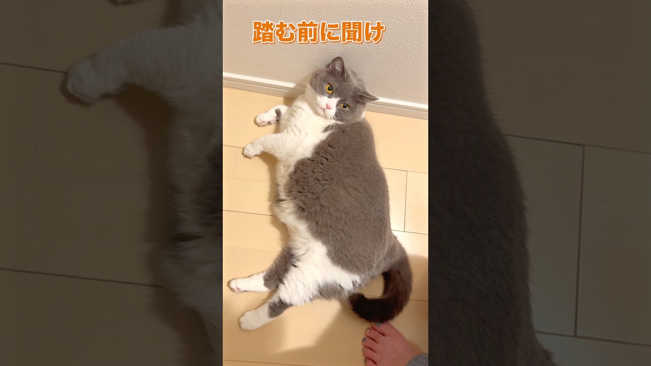 左ヨシまるちゃん #お出迎え猫 #猫 #ブリティッシュショートヘア