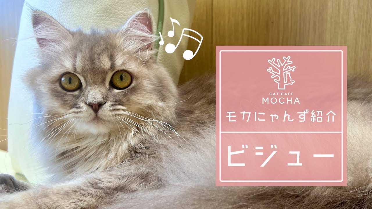 ビジュー（ラガマフィン♀）松本店