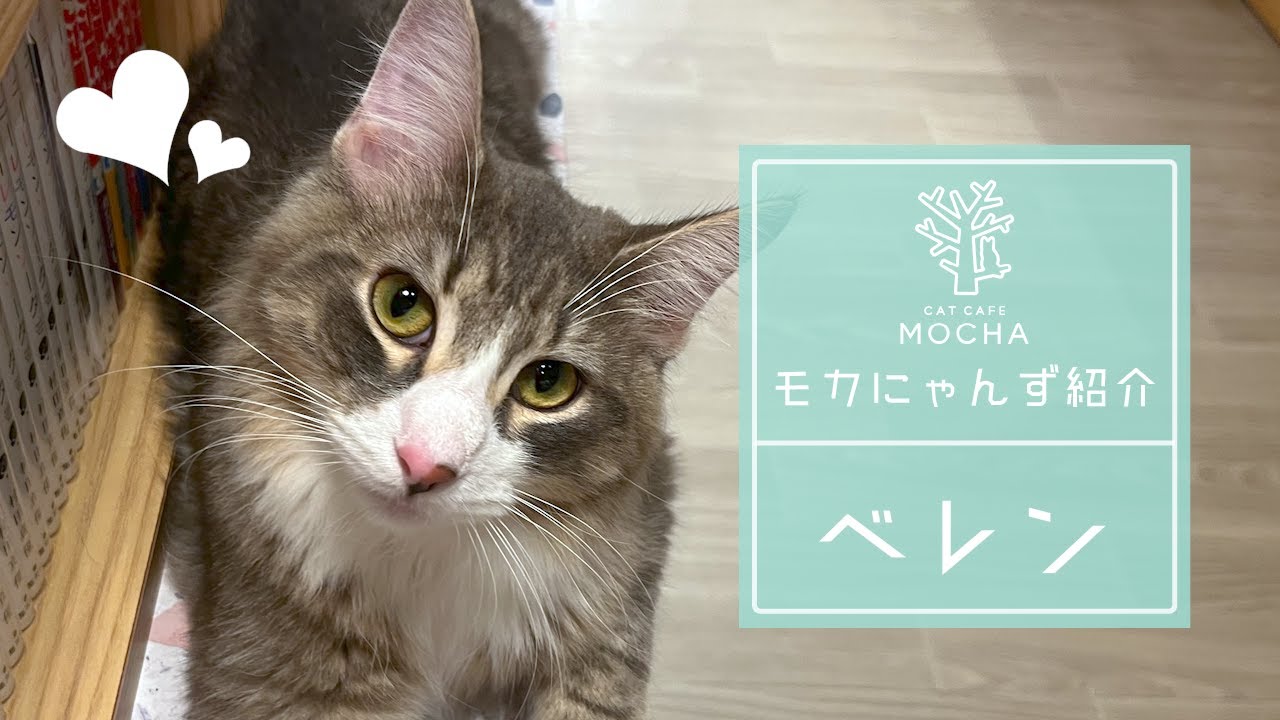 ベレン（ノルウェージャンフォレストキャット♂）吉祥寺店