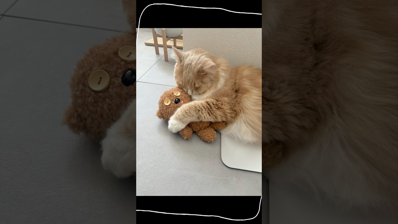🐻相棒はティムさん？　#cat #ねこ #猫動画 #癒し #猫好きさんと繋がりたい #サイベリアン #ティム #今日のもうふ #猫のいる暮らし