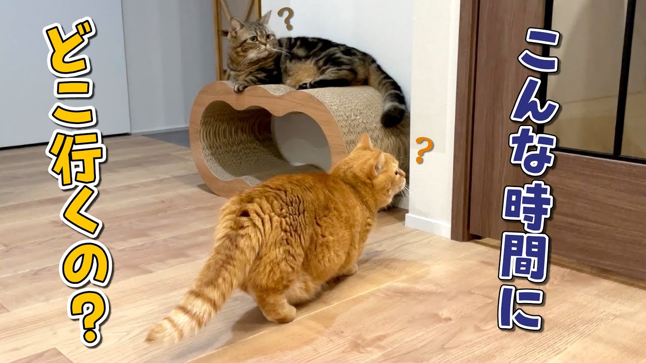 深夜に家を出ていくパパを名残惜しそうに見送る猫たちが可愛すぎる！