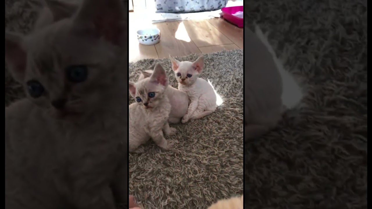 I love Devon Rex children #cat #kitten #cute #devon #devonrex #catbaby #catbabyfunny