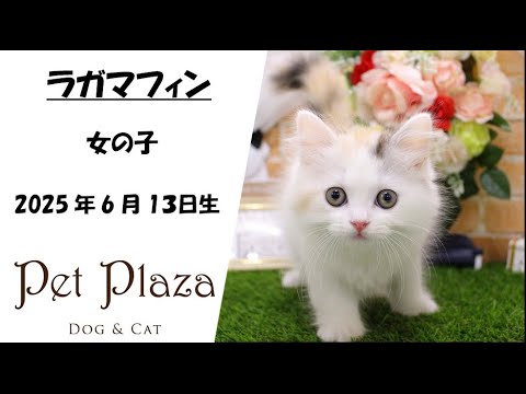 ネコちゃん紹介★ラガマフィン【ペット・プラザ三田店】