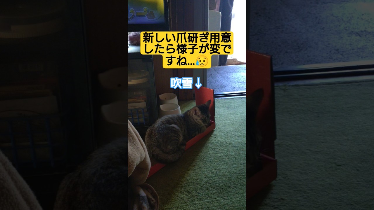 新しい爪研ぎに入れ替えたら、吹雪の様子が変ですね…#猫のいる暮らし #ねこのいる生活 #吹雪