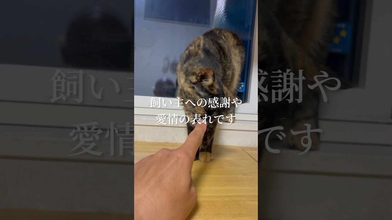 猫が家族で1番感謝している人だけにする行動3選