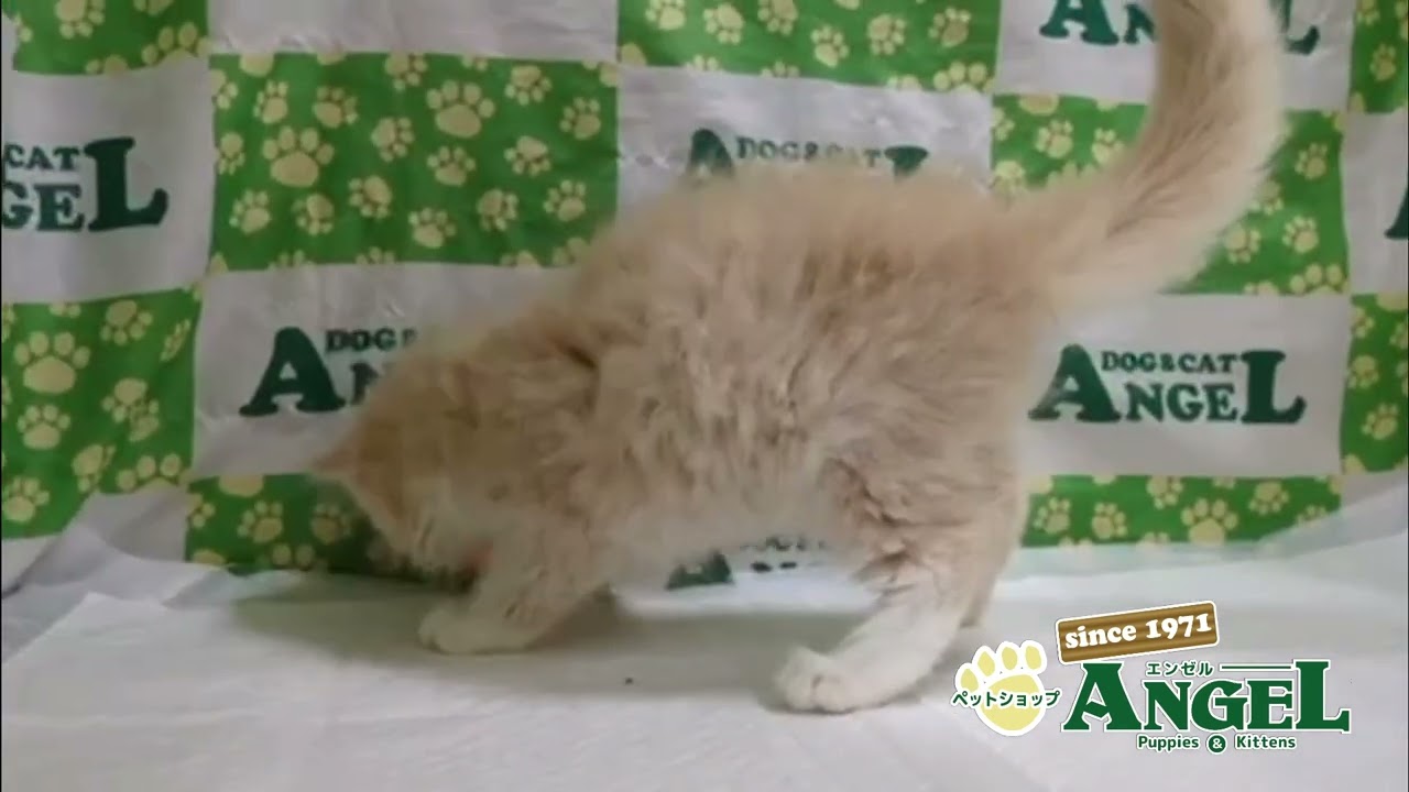 サイベリアン 2506055 【ペットショップエンゼル　子犬・子猫販売】