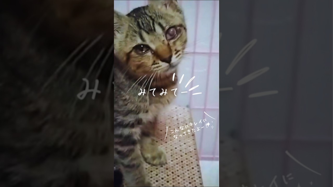 保護した重症の子猫が元気になりました#子猫保護 #保護子猫#子猫