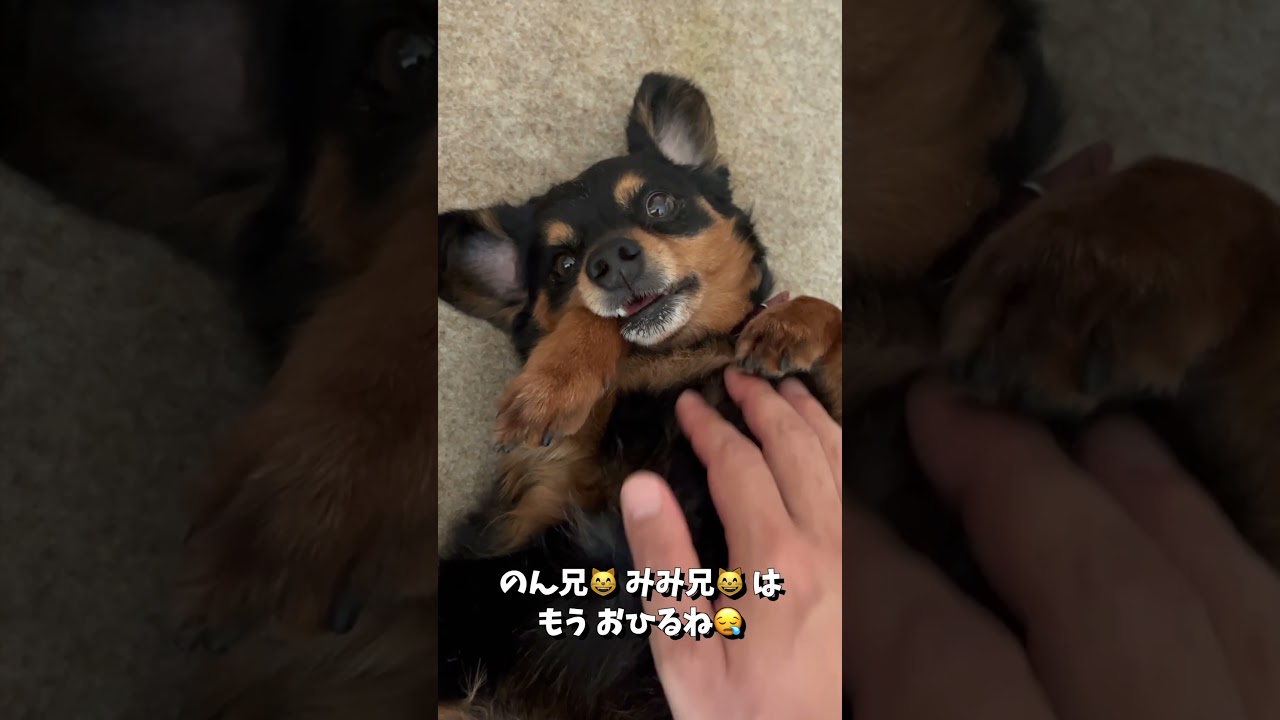 びょんいん🏥 （病院）から 帰って きたら、ねむく なっちゃった 末っ子 いぬ 🐶🥱