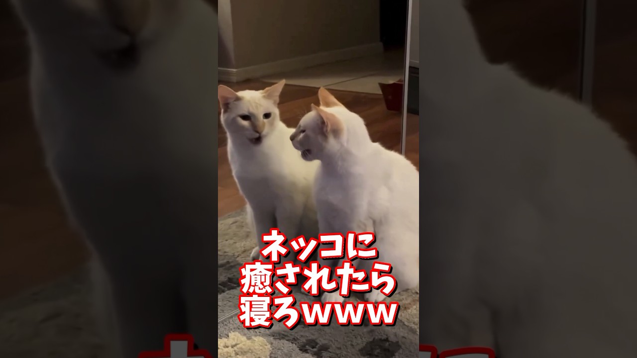 ネッコの動画で癒されたら寝ろｗｗｗ　#2ch  #動物  #猫 #癒やし #ねこ動画　#ネコ