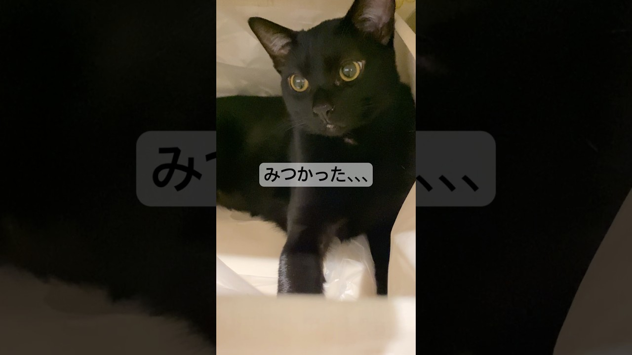 潜む黒猫　#ボンベイ #子猫 #cat #bombay #猫 #猫のいる暮らし #猫のいる生活 #ねこ #ねこ動画