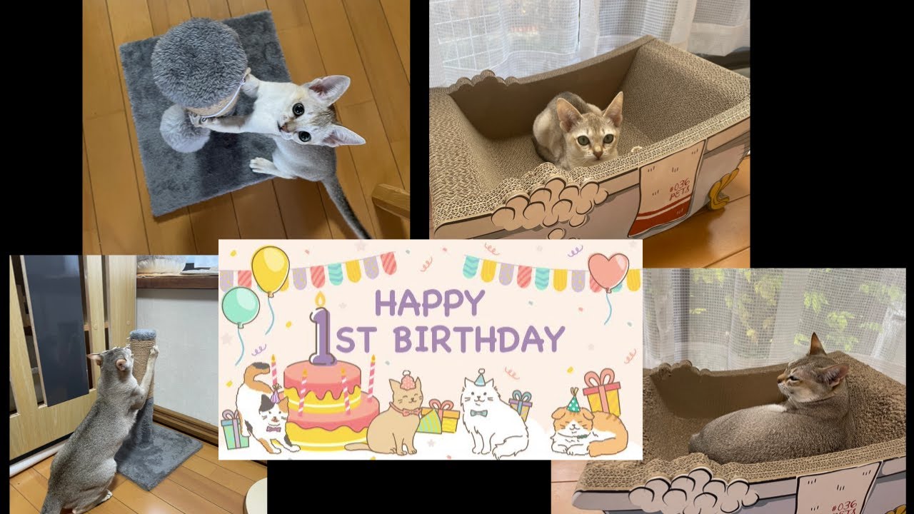 【シンガプーラ】かりんちゃん１歳になりました！＃猫動画