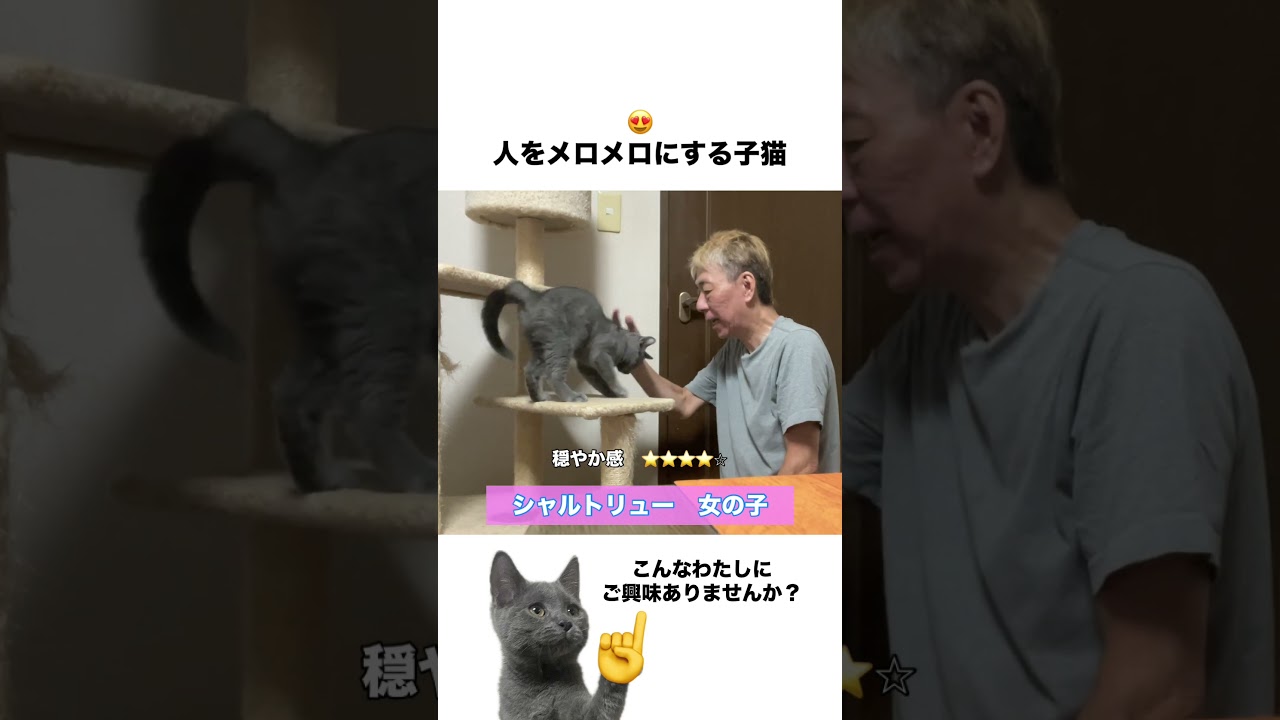 【呼び戻し】おいで！に答えてくれる子猫シャルトリュー #子猫 #シャルトリュー  #猫好きさんと繋がりたい