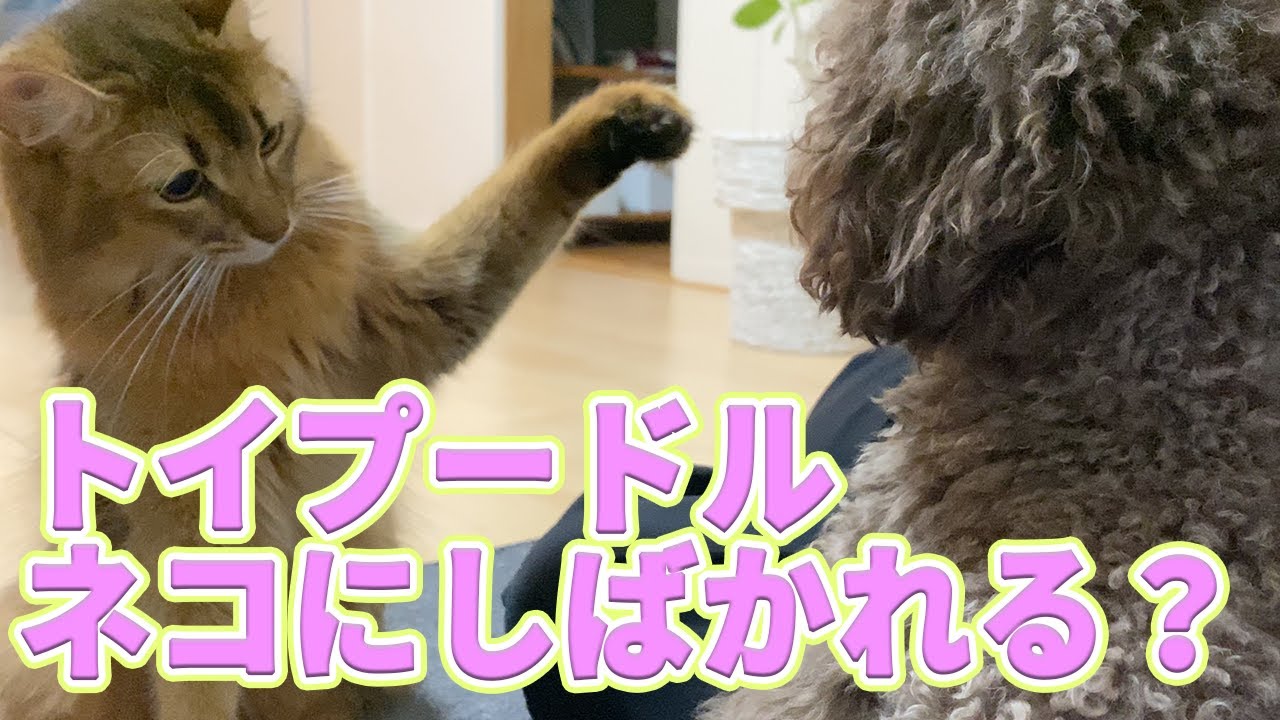 【犬】【トイプードル】【ネコ】【ソマリ】の生活　「しばく」とはこういうこと？　なぜ？激おこの【ソマリ】のレアちゃん