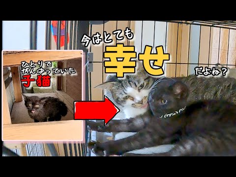 ひとりぼっちで頑張っていた子猫、今はとても幸せです😹#保護猫  #cat #kitten