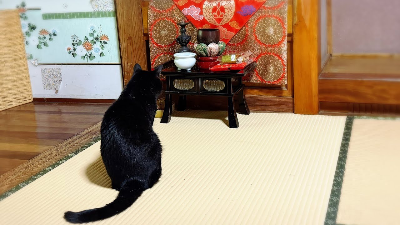 【お盆】じいちゃん、おかえり　The Cat and Obon