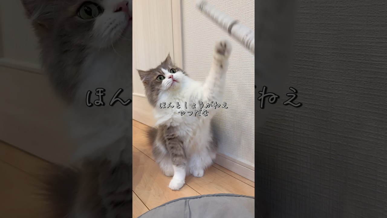 ぼっちの飼い主の相手は大変だよ…。　#ねこ #もふもふ #セルカークレックス