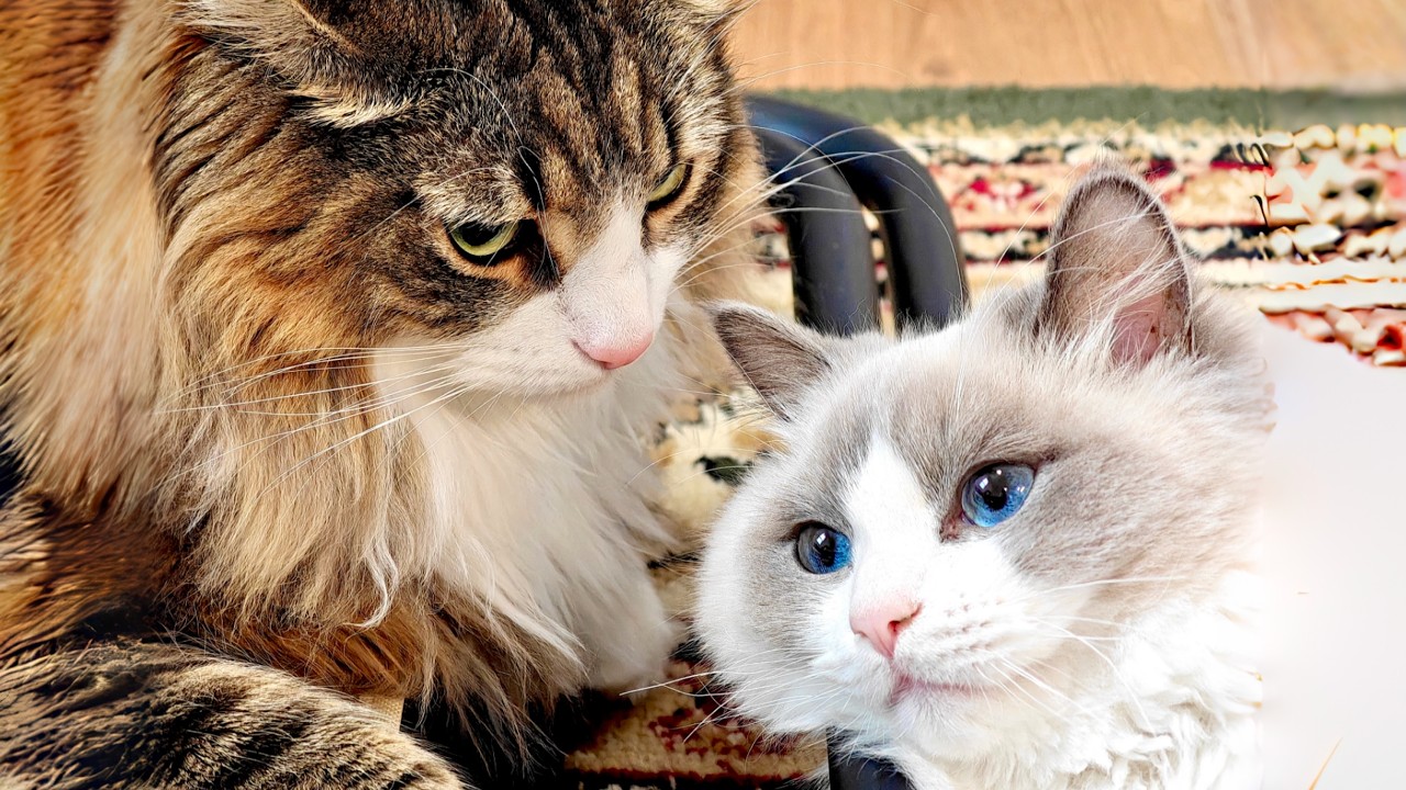 仲良しすぎる子猫と大型猫にキュン…！まるで兄弟みたいな2匹の猫ちゃんがこちらです(可愛いです)