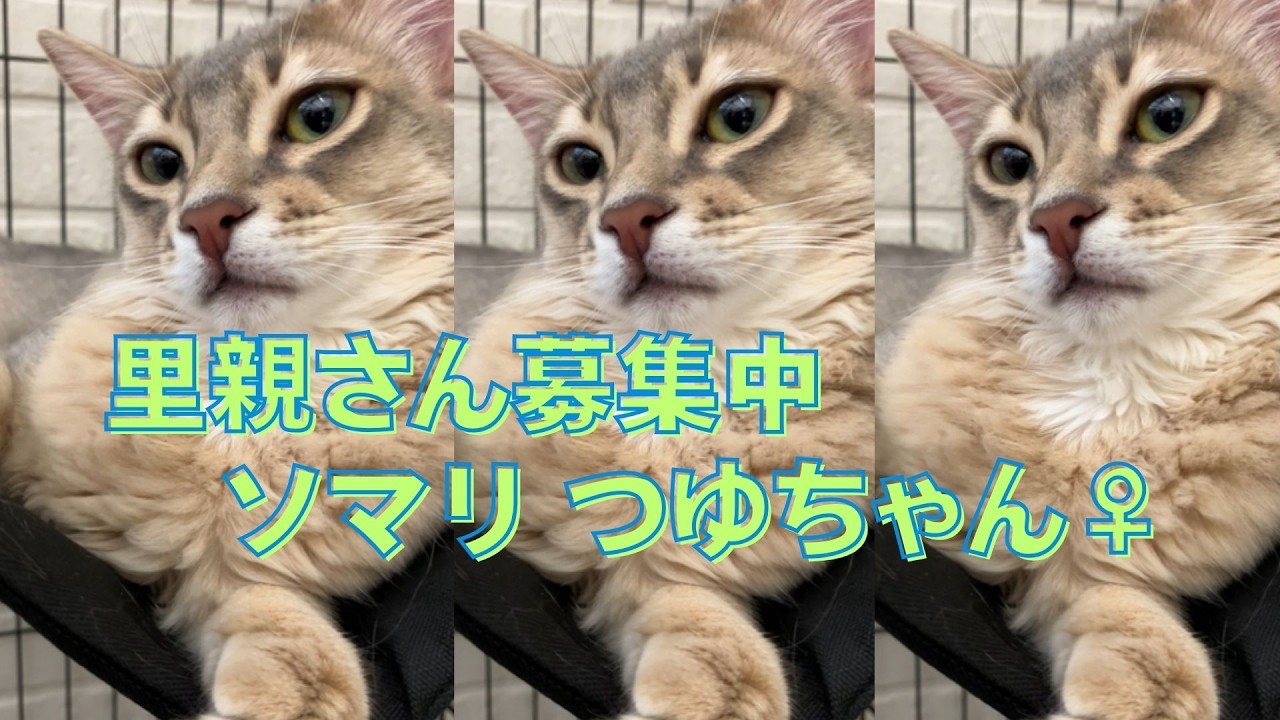 【里親さん募集中】ソマリのつゆちゃん（10ヶ月）