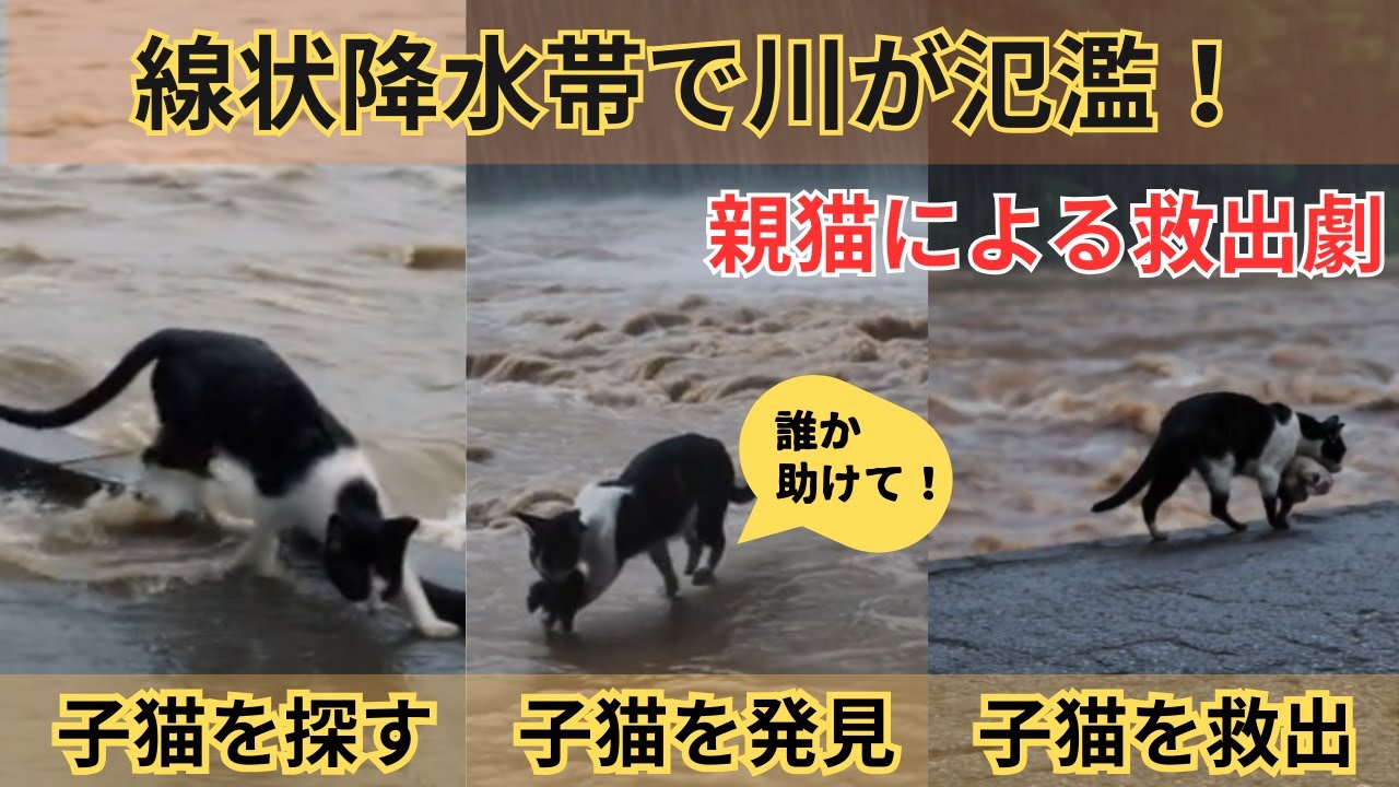 子猫を守る親猫の勇気に涙が止まらない！