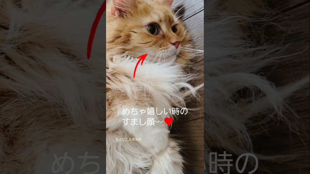 ✡️嬉しい時の「すまし顔」！