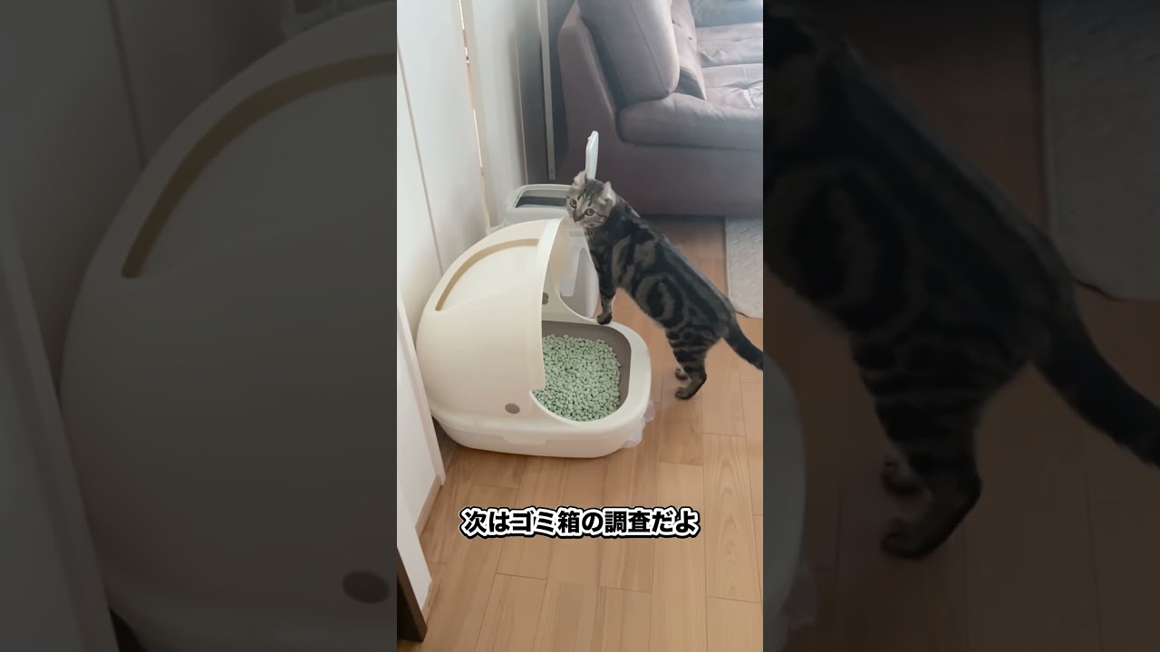 調査で忙しいくーちゃんの朝　#猫 #アメリカンカール #ニャルソック