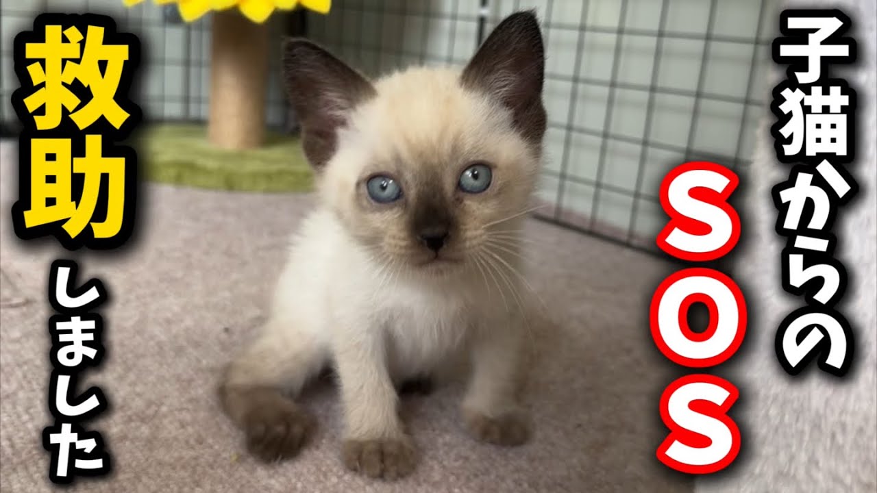 子猫がピンチに…無事に救助しました
