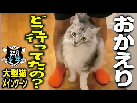 【メインクーン】留守番していた大型猫が玄関で家族を迎える時の鳴き声が切ない。まるで少年と会話しているみたい？敏感な嗅覚で浮気チェック
