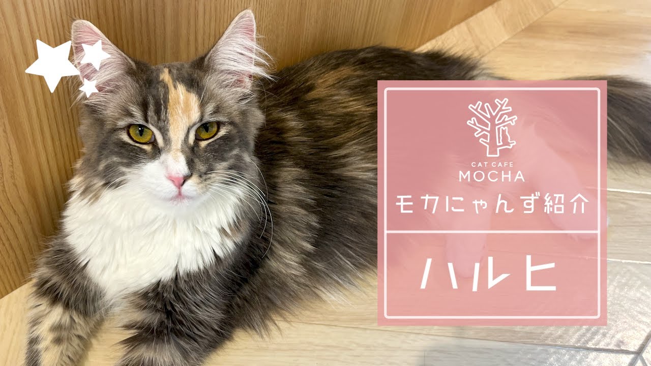 ハルヒ（ノルウェージャンフォレストキャット♀）吉祥寺店