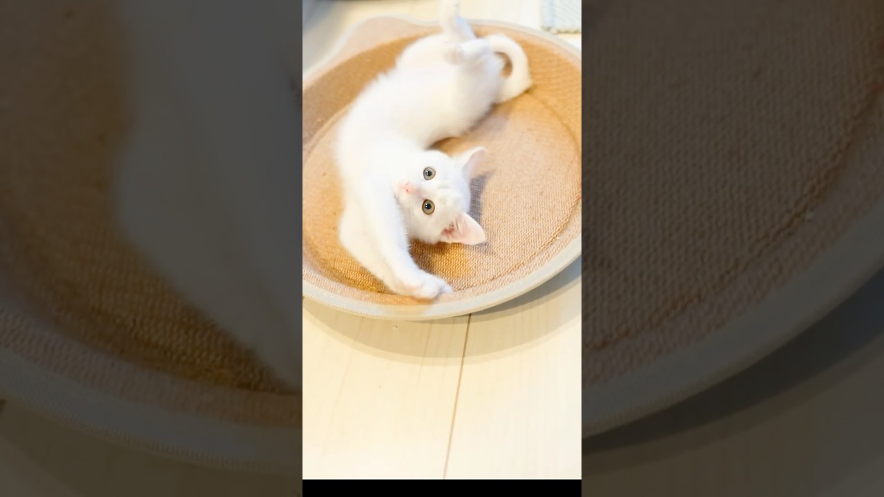 保護子猫ぴよちゃん22 #猫 #cat #kitten #子猫のいる暮らし #子ネコ #子猫 #保護子猫 #保護猫