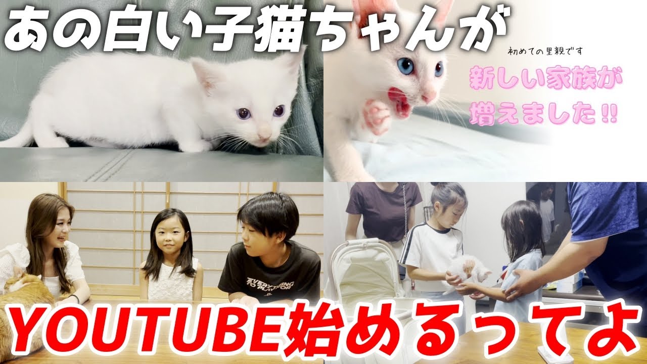 【ご報告】パパの友人（白い子猫の里親さん）がYOUTUBEチャンネル始めるってよ！[猫と人間の家族]