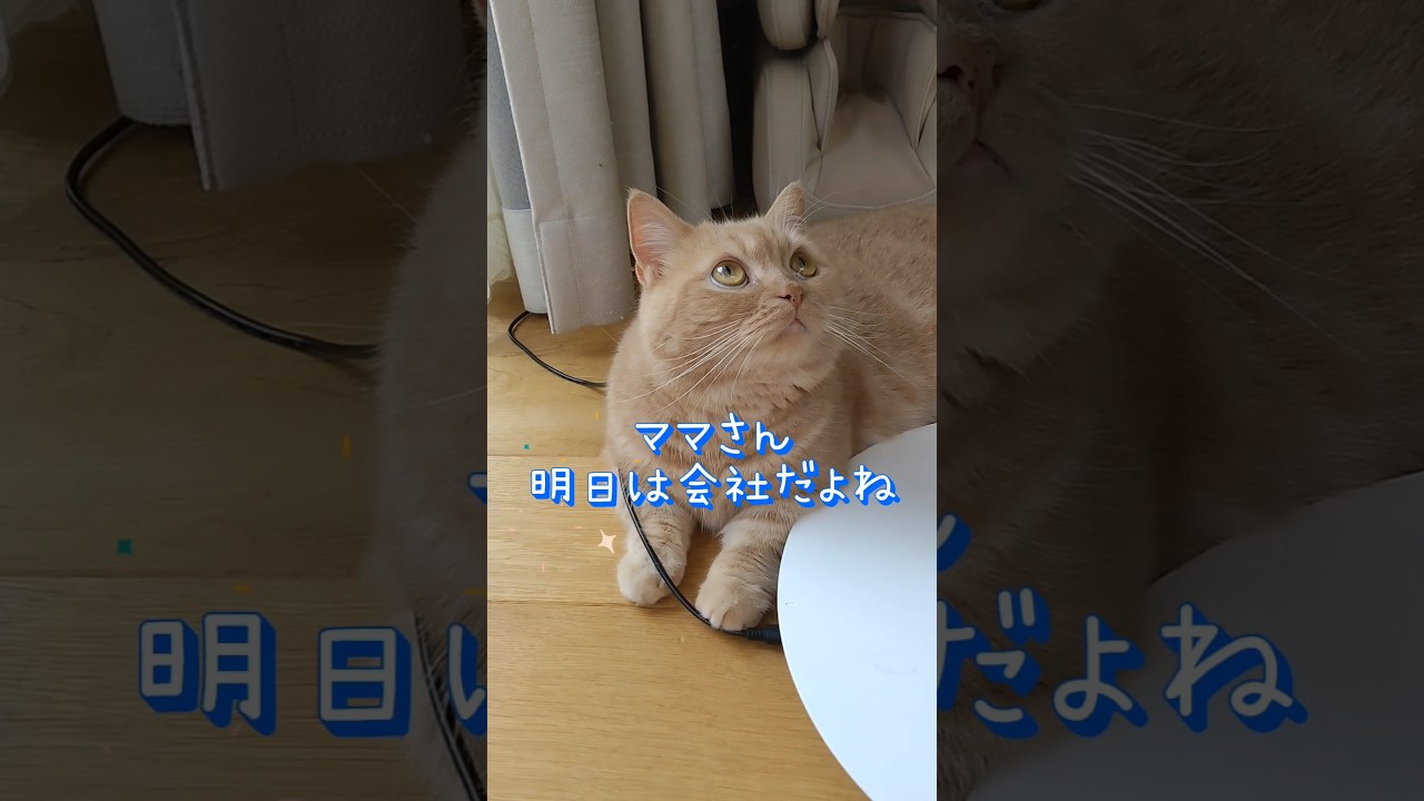 【マイペースなマンチカン】 #shorts #猫 #ねこ #cat